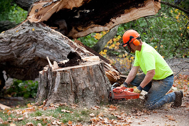 Best Residential Tree Removal  in USA